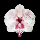 lucebo-ismydarling avatar