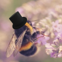 luci-is-currently-loving-bees avatar