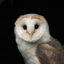 lucidowl avatar