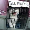 lucifers-lap-dog avatar