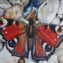 lucile-little-universe avatar