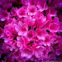 lucky-and-happy-y avatar