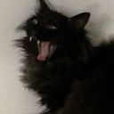 luckyblackcat avatar