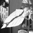 luckyseektoastthere avatar