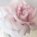 lucy-illustrates avatar