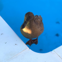 lucyintheskywithdiamonds69 avatar