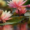 lucyishighwithdiamonds avatar