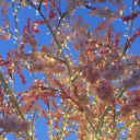 lucylucylucy-blog2 avatar