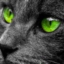 lucymeowworld avatar