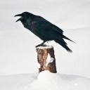 lucytheblackbird avatar