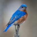 lucythebluebird avatar