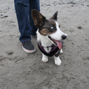 lucythecardicorgi avatar