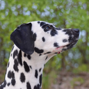 lucythedalmatian avatar