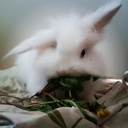 ludothebunny avatar