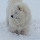 lukathesamoyed avatar