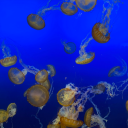 lukewarmketchup avatar