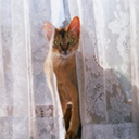 lukimotoka-adore avatar