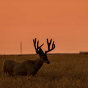 lullaby-raven avatar