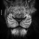 lumberjackindisguise avatar