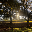 luminariaindigo avatar