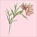 luminate-kins avatar