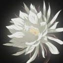 luminescentlily avatar