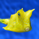 luminousbugx3 avatar