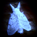 luminousmoth07 avatar