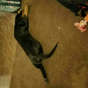 lumiturtle2011 avatar