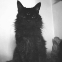 luna-de-inviernos avatar