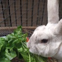 luna-kitten-420 avatar