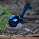 lunar-songbird avatar