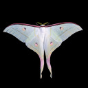 lunarpunkmoth avatar