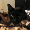 lunarsplotchedwings avatar