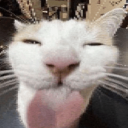 lunarthecryptid avatar