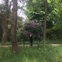 lunas-dirigible-plums avatar