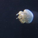 lunas-ship-dump avatar