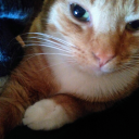 lunatheorangecat avatar