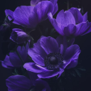 lunettas-posts avatar