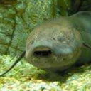 lungfish43 avatar