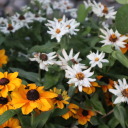 luniversdelucie avatar