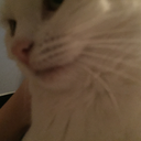 luposkaipmedus avatar