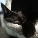 lurking-kitty avatar