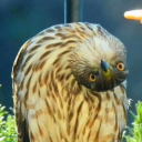 lurking2escape avatar