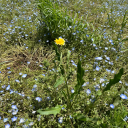 lurkinglilyrice avatar