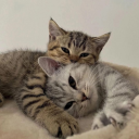 lurkinglookingcat avatar