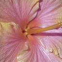 lust444life011 avatar