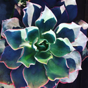 lustandstarduhst avatar