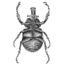 lutter-nest-pas-avancer avatar