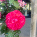 luvrgurl11395 avatar